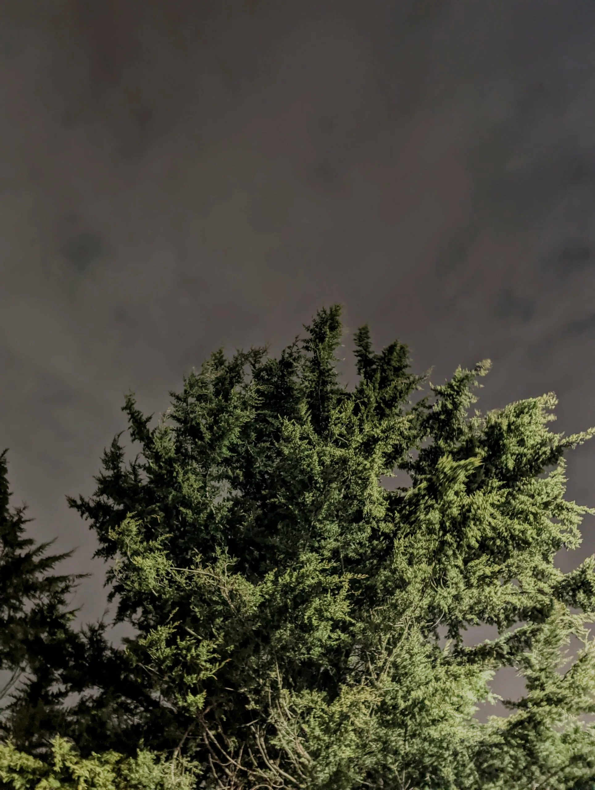 Evergreen trees illuminated at night against dark stormy sky