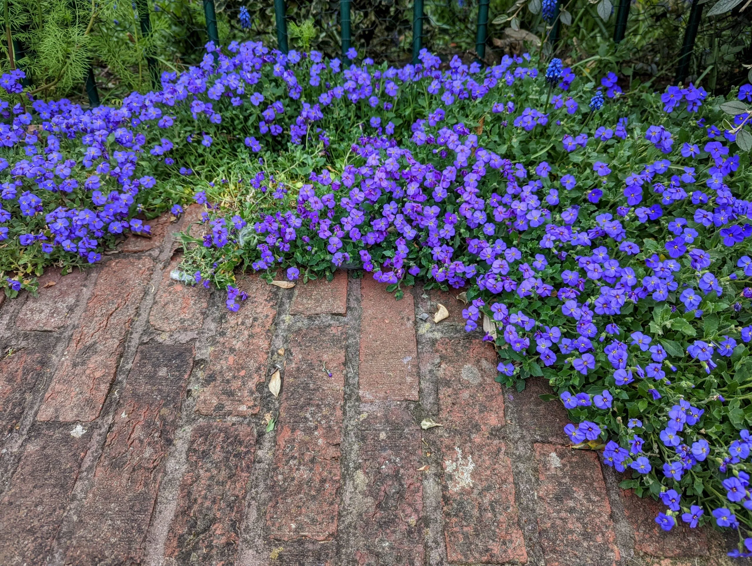 Purple petunias cascading over weathered brick wall with green foliage