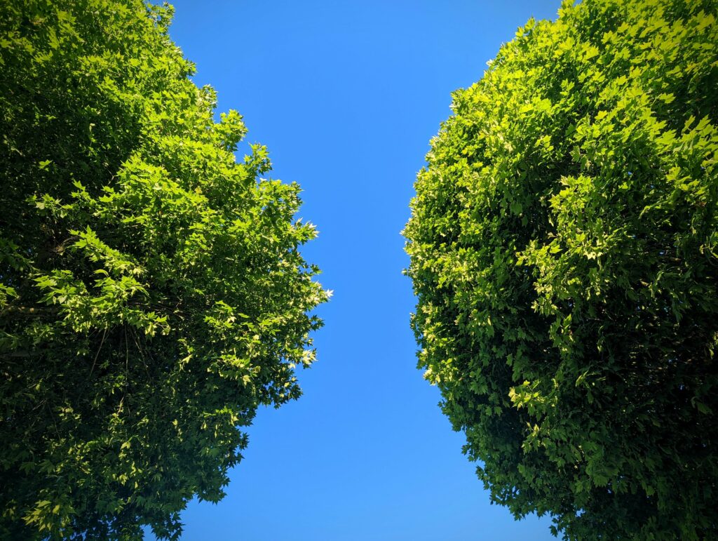 Two lush green trees framing a clear, vibrant blue sky from a low angle view.