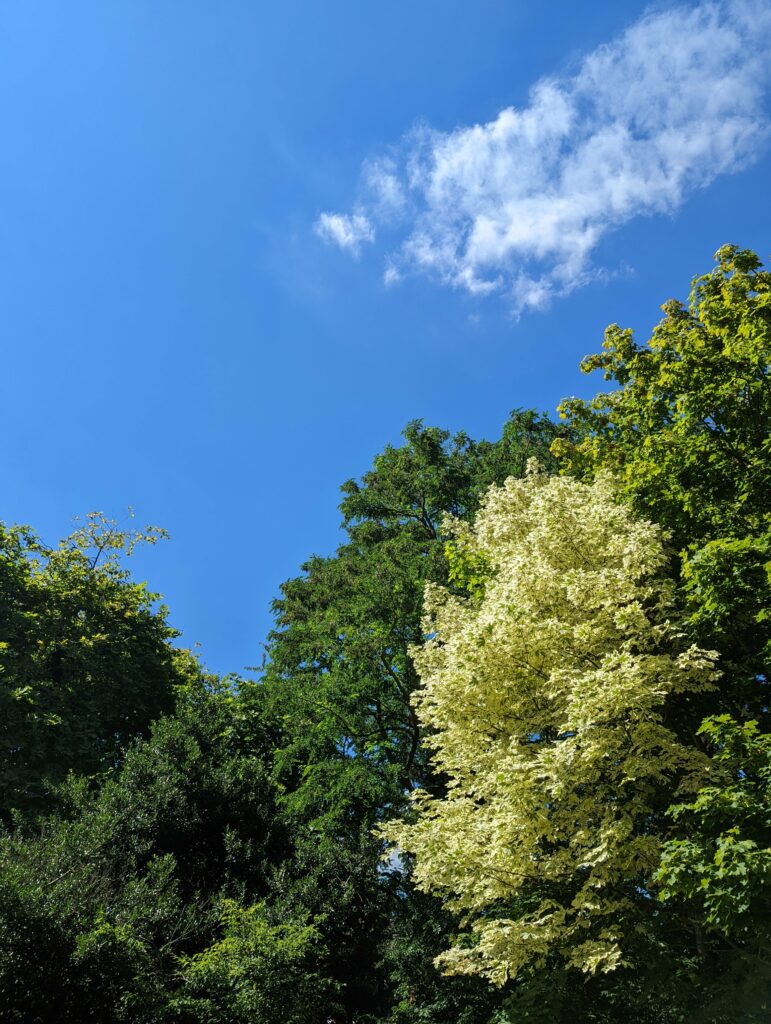 A pale, cream-colored tree stands out among lush green treetops against a clear blue sky with a single wispy cloud.