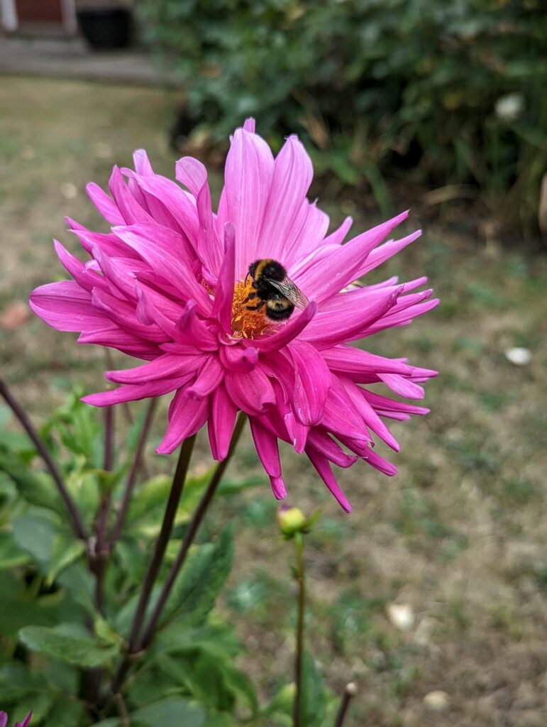 A bumblebee nestled in the yellow center of a bright pink dahlia in a garden.