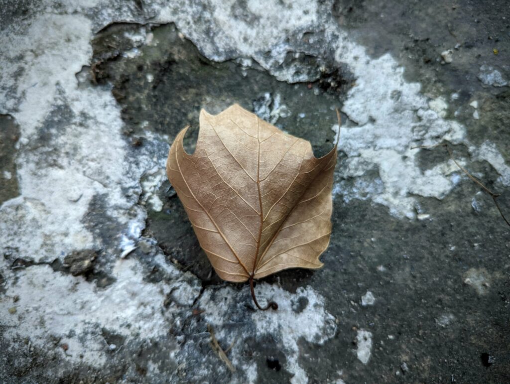 A single brown dried leaf with prominent veins resting on a rough, mottled grey and white stone surface.