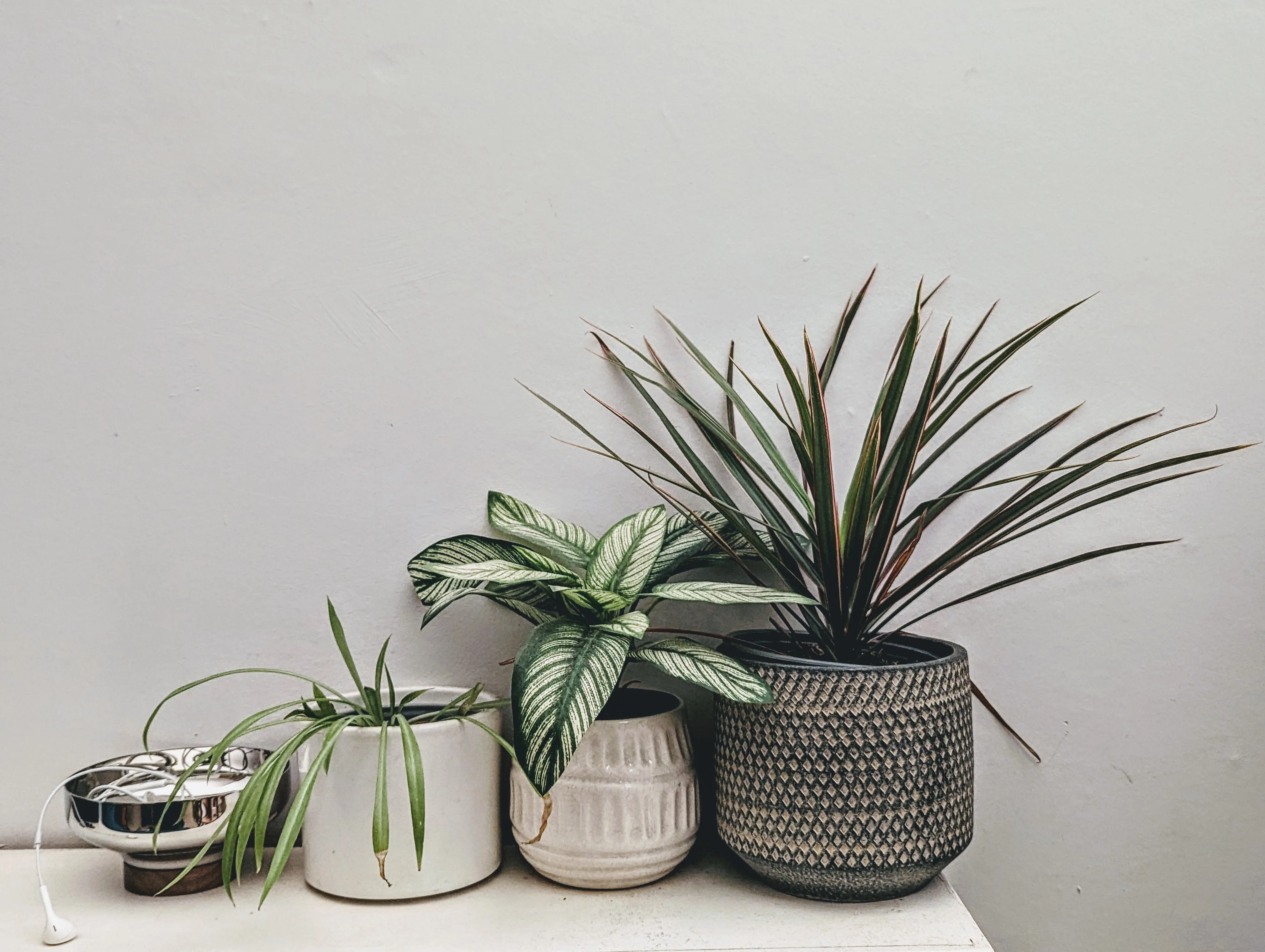 A spider plant, striped calathea, and spiky dracaena in ceramic pots beside a silver bowl of earphones against a plain wall.