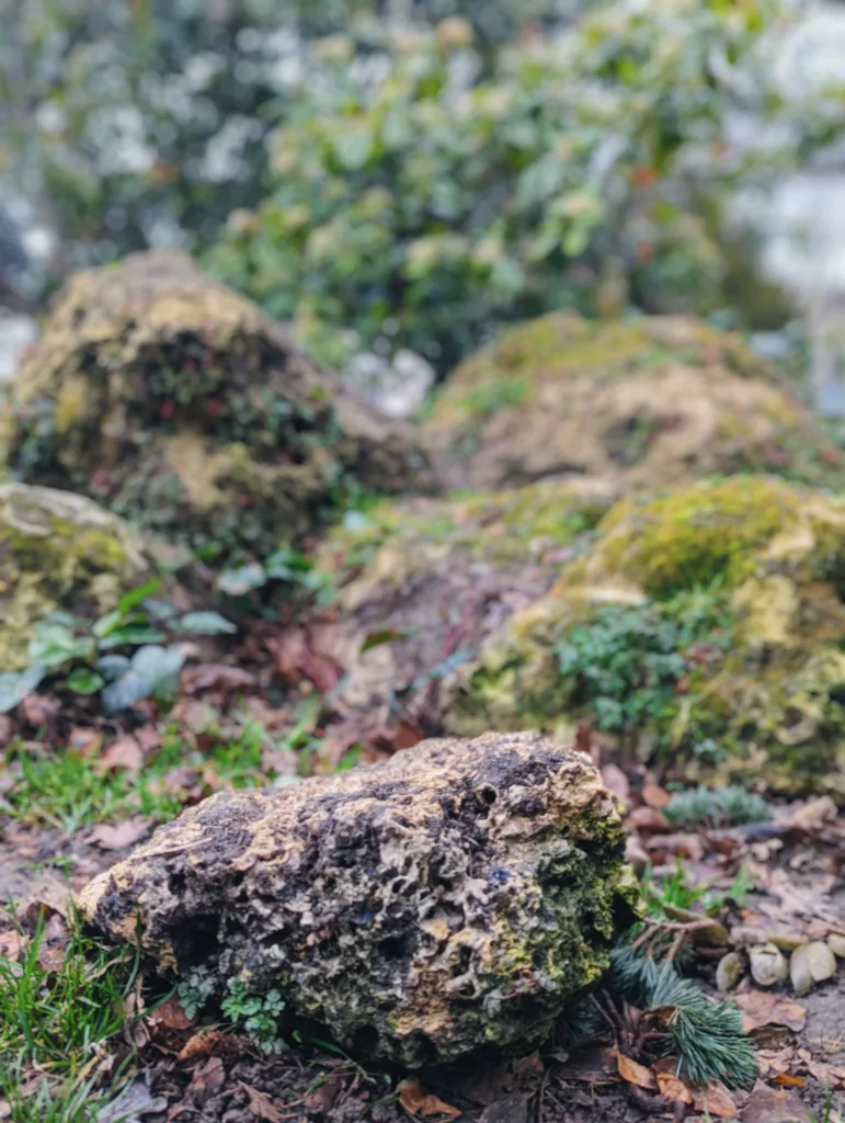 Porous, moss-covered rocks on the ground among dry leaves and grass, with blurred green foliage in the background.