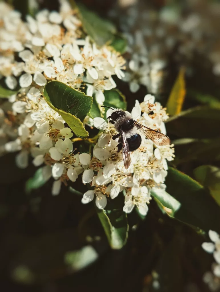 A black and white bee gathering nectar from a cluster of small white blossoms with yellow centers.