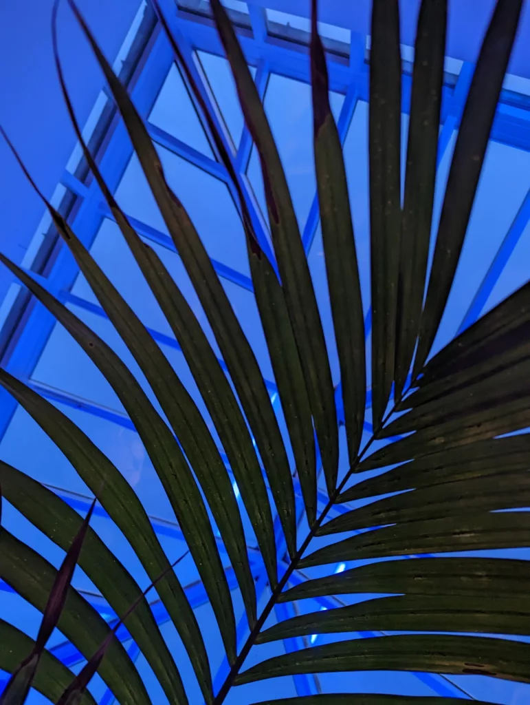 Dark palm frond silhouetted against a geometric glass atrium ceiling illuminated with vibrant blue light.