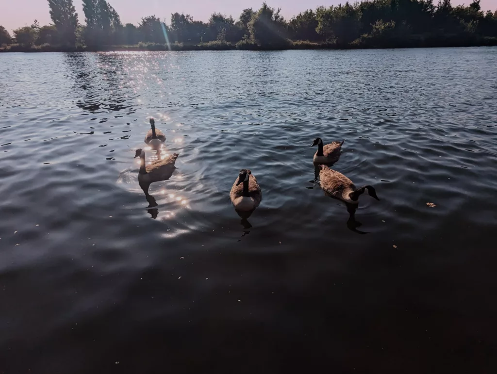 Five Canada geese swimming on a lake with sunlight reflecting on the water surface and trees on the far bank.