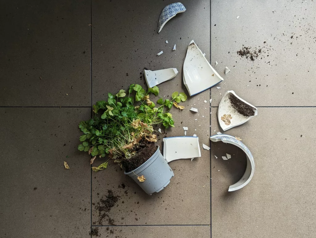Shattered blue and white ceramic pot shards scattered around a coriander plant on a tiled floor.