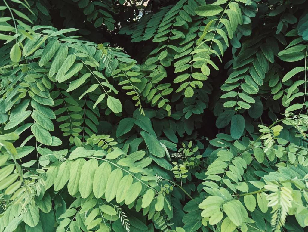 Lush green pinnate leaves from a black locust tree overlapping in a dense, shaded thicket.