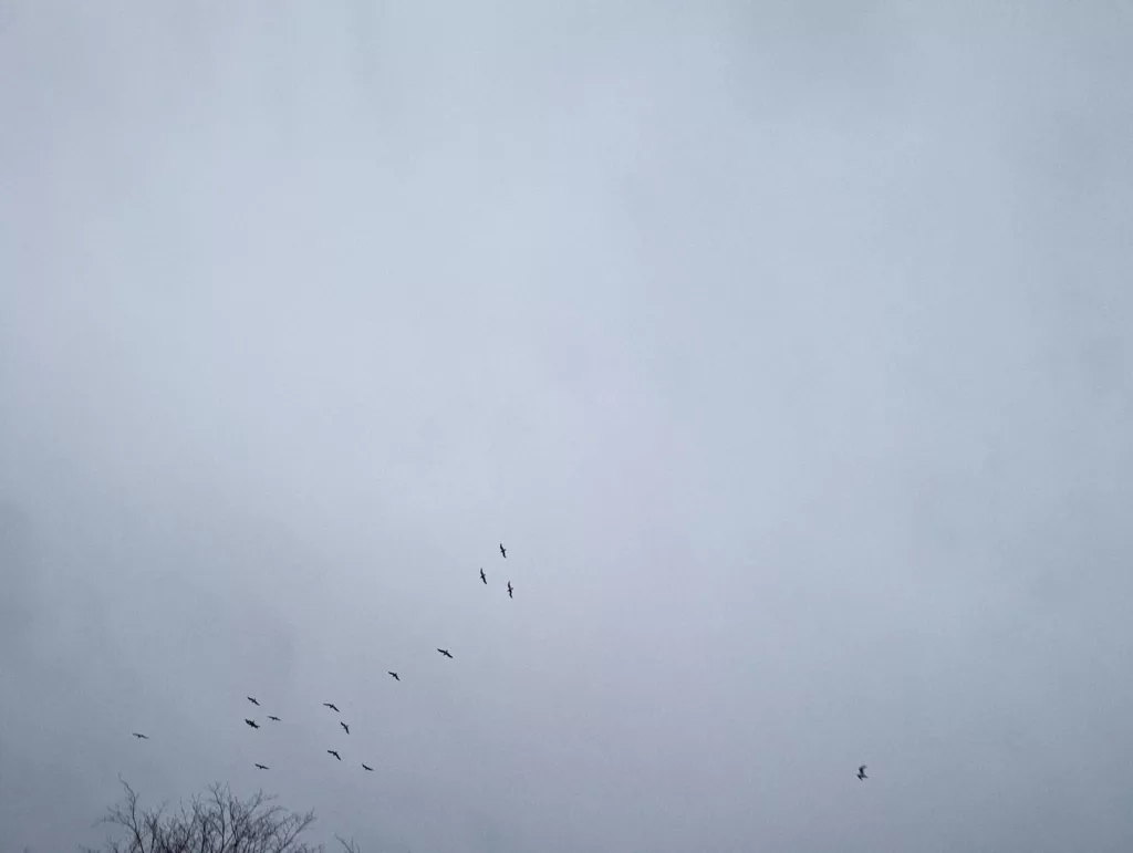 A flock of birds flying across a flat, overcast grey sky above the tops of bare winter tree branches.