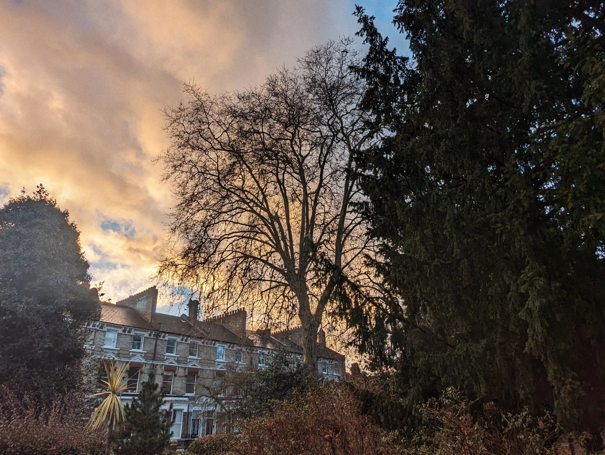 Bare winter tree branches silhouetted against a golden sunset sky over a row of brick houses, flanked by tall dark evergreen trees.
