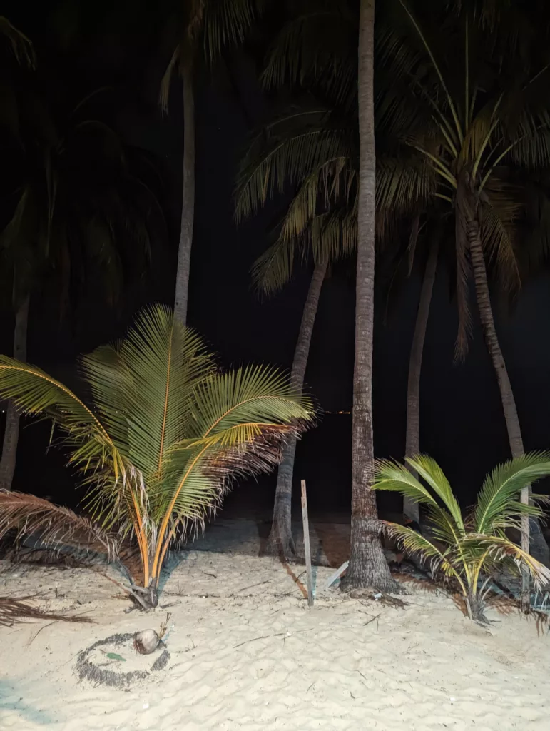 Tall palm trees and young palm shrubs on a white sandy beach at night, illuminated against a pitch-black sky.