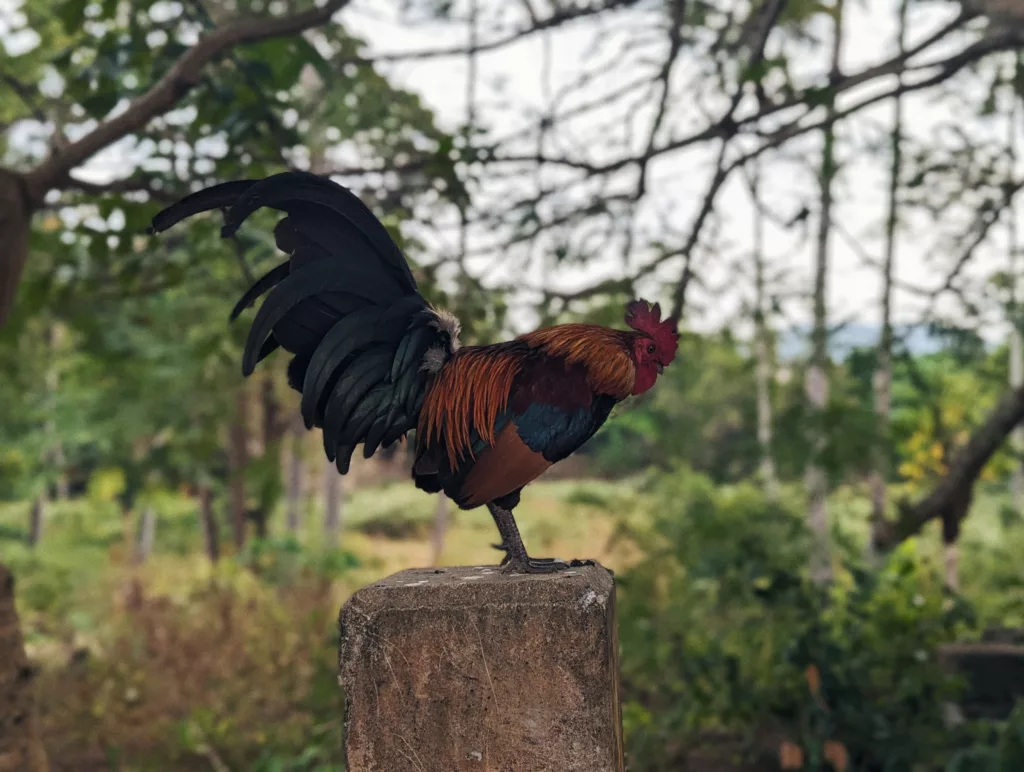 A red and iridescent black rooster standing on a weathered concrete post with a soft-focus background of trees.
