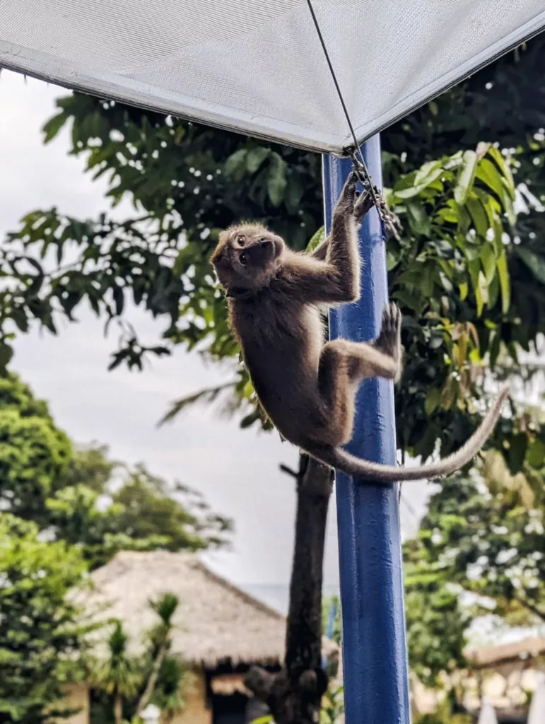 A small monkey hangs from a blue pole beneath a white canopy, with tropical trees and a thatched hut in the blurred background.