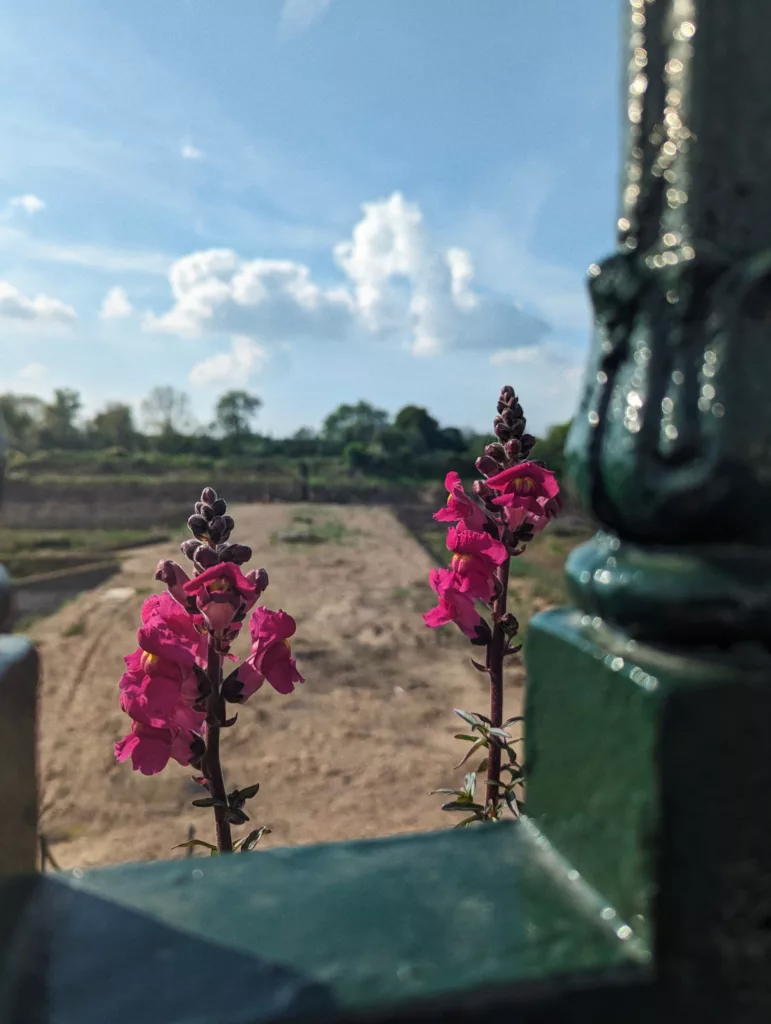 Pink snapdragon flowers growing beside a green metal post, looking out over a rural field under a bright blue sky with white clouds.