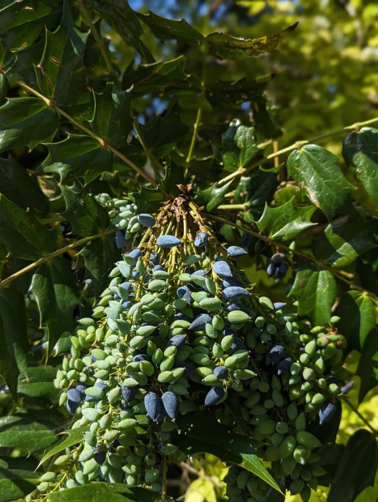 A dense cluster of ripening green and dusky blue berries on a prickly Mahonia bush in dappled sunlight.