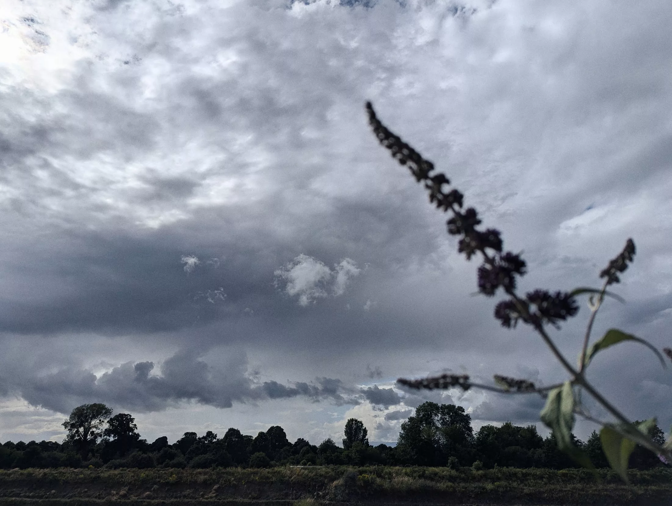 A dark flower spike in soft focus against a dramatic grey and white cloudy sky over a distant line of trees.