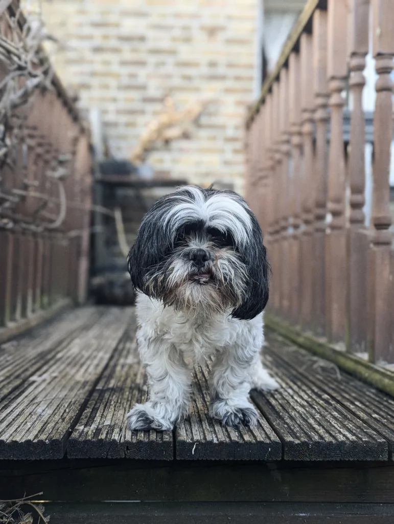 A black and white Shih Tzu stands on a weathered wooden deck between railings, looking at the camera with a blurred brick wall behind.