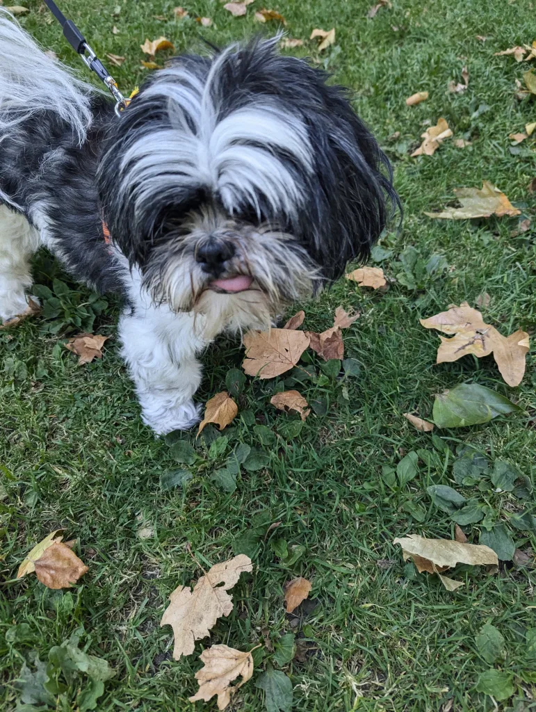 A black and white Shih Tzu with its tongue poking out, standing on a lawn covered in fallen autumn leaves.