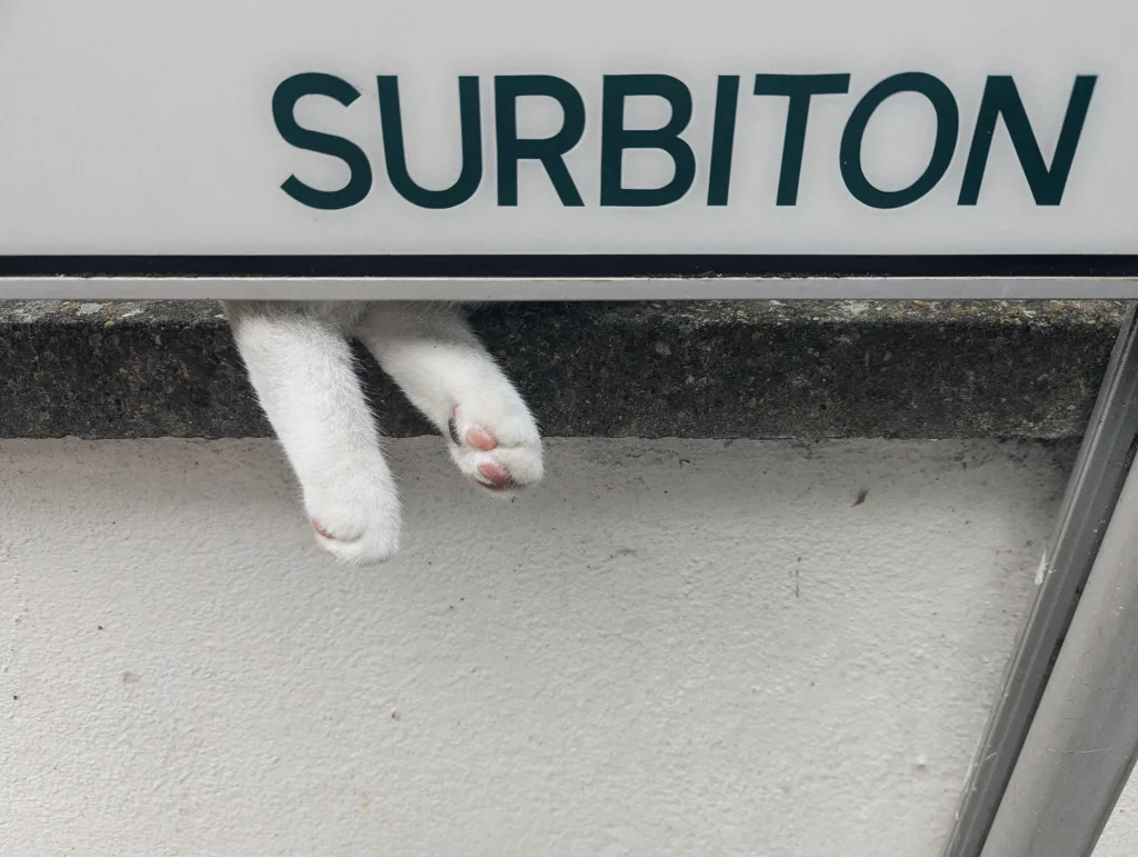 Two white cat paws dangled from behind a station sign reading SURBITON on a platform wall.