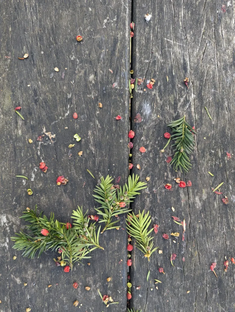 Small yew sprigs and scattered red berries on a weathered, dark grey wooden surface with a prominent vertical gap.