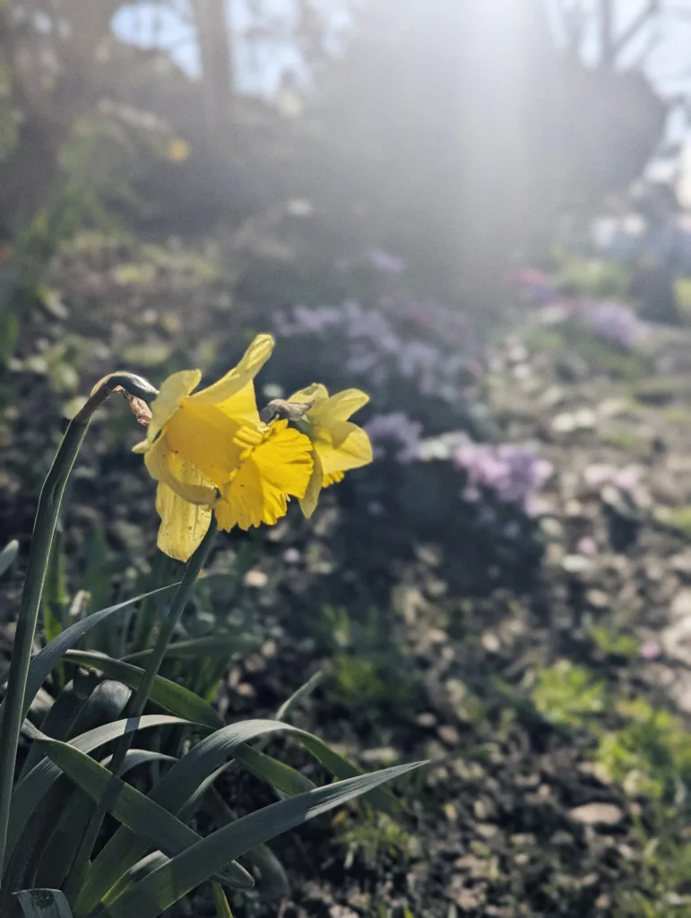 Yellow daffodils in a garden bed illuminated by bright hazy sunlight with blurred purple flowers in the background.