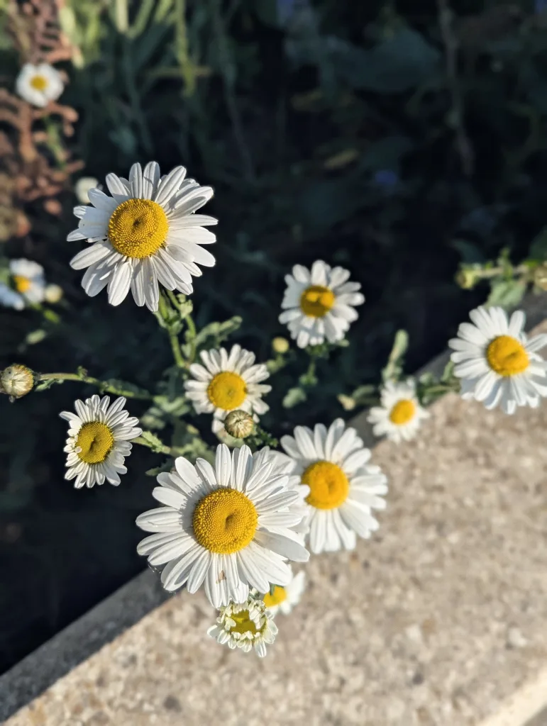 A cluster of oxeye daisies with white petals and yellow centers growing next to a stone border in bright sunlight.