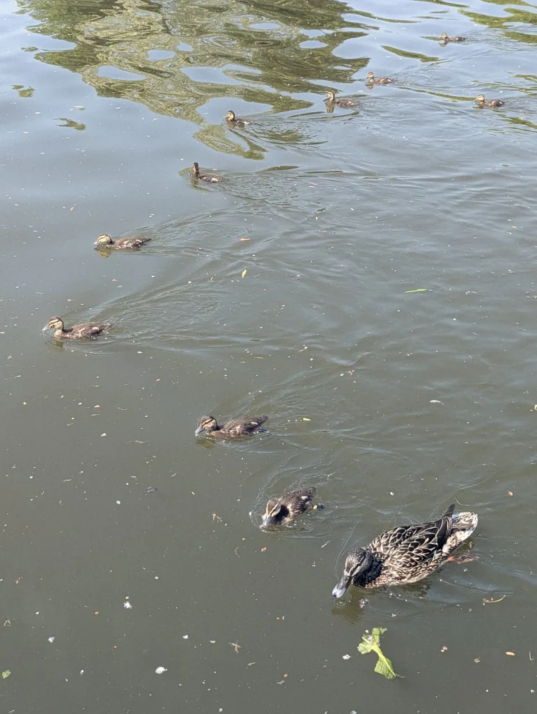 A mallard duck and her ten ducklings swim across a body of water with green reflections on the surface.
