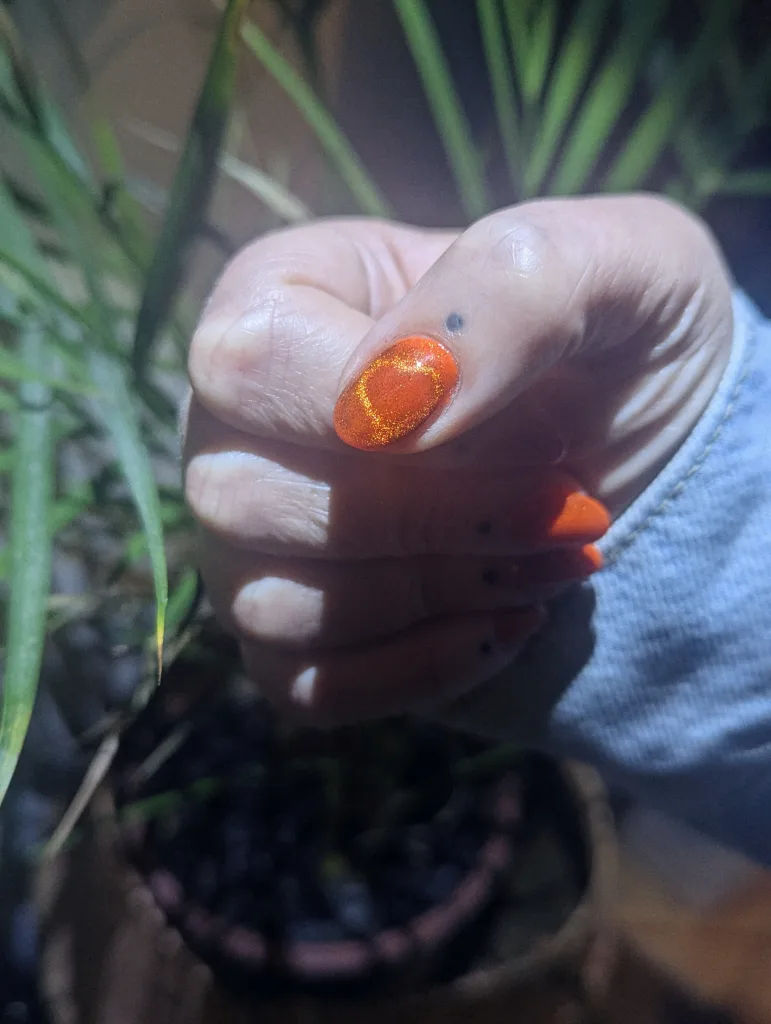 Orange cat-eye nail polish with a golden shimmer ring on the thumb in the shape of a heart, shown against a background of green houseplant leaves.
