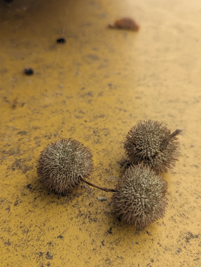 Three spiky brown seed pods resting on a textured, weathered yellow surface.