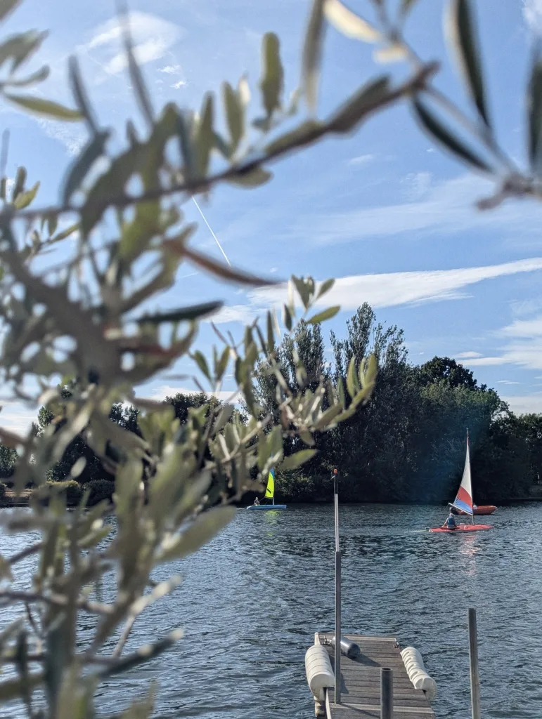Small sailboats on a lake viewed through out-of-focus olive branches, with a wooden jetty in the foreground under a clear blue sky.