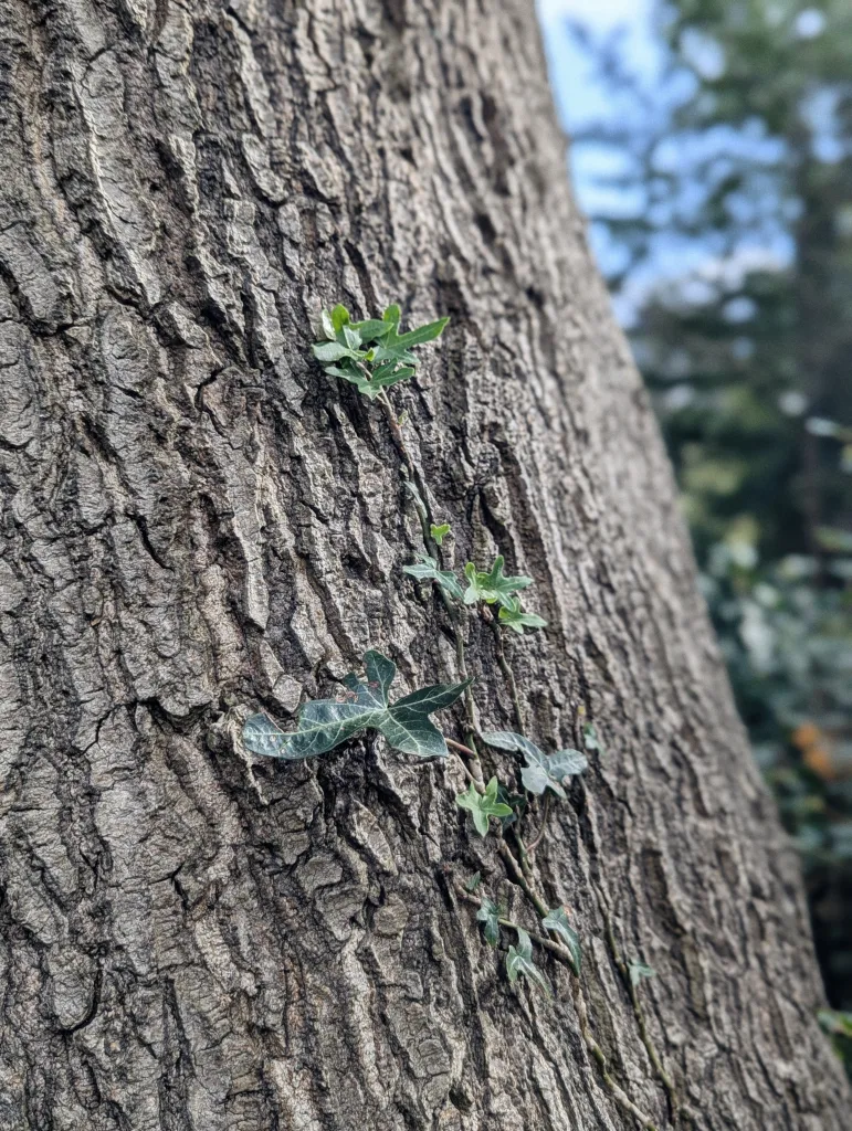 Small green ivy leaves on a thin vine climbing the rough, vertically fissured bark of a large tree trunk.