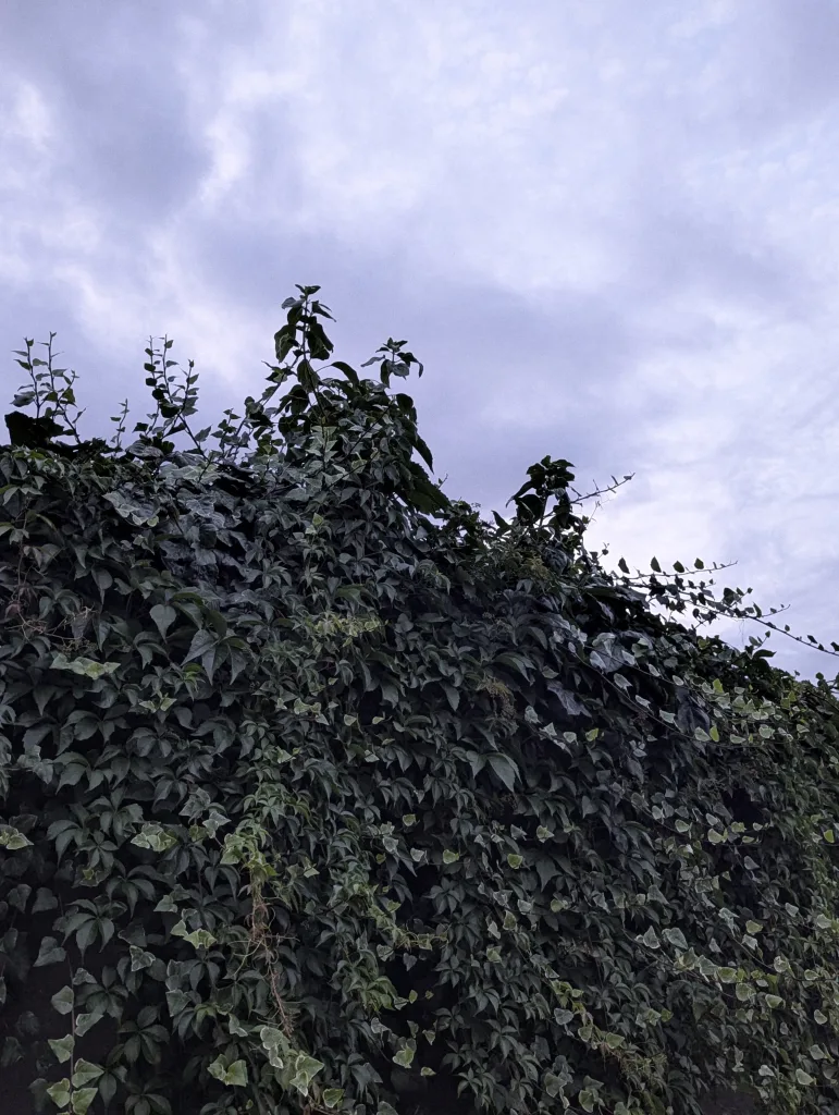 Dense green ivy and creepers growing up a wall, silhouetted against a cloudy, overcast sky.