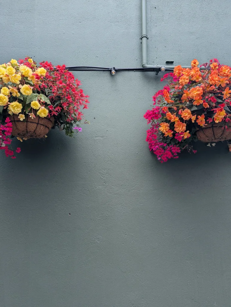 Two hanging baskets with yellow, pink, and orange flowers on a grey-green wall with a black electrical cable and festoon light.