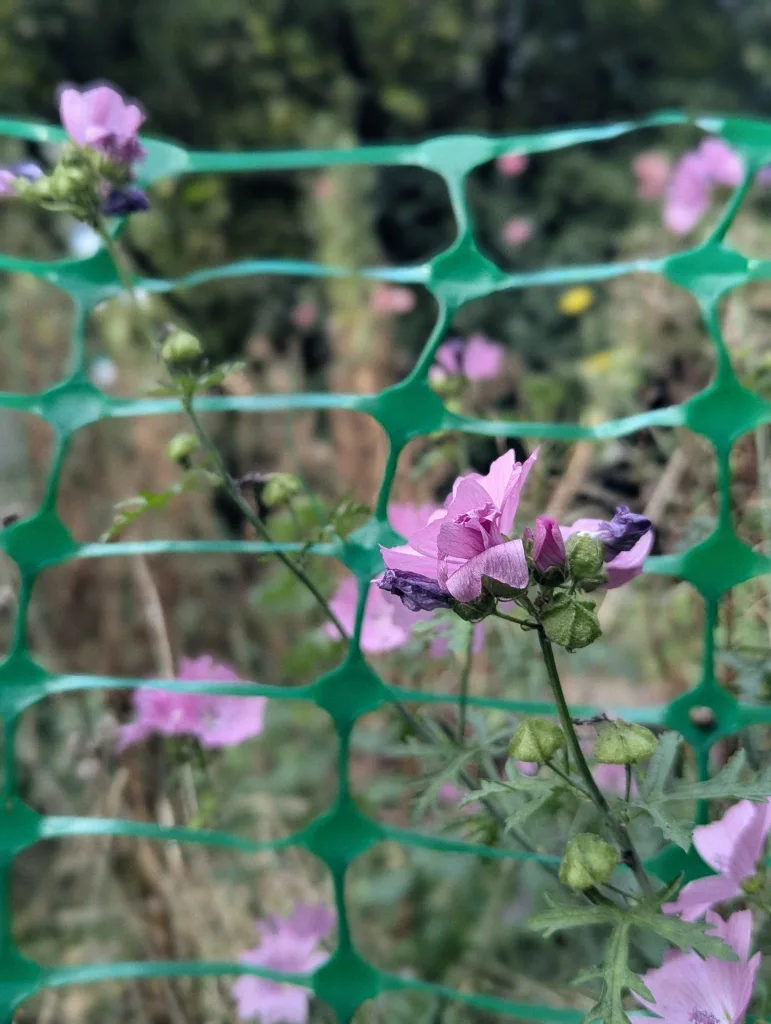 Pink mallow flowers blooming through a bright green plastic mesh safety fence with a blurred garden background.