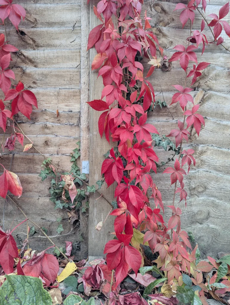 Vibrant red autumn vine leaves trail down a weathered wooden fence panel, interspersed with small green ivy leaves.
