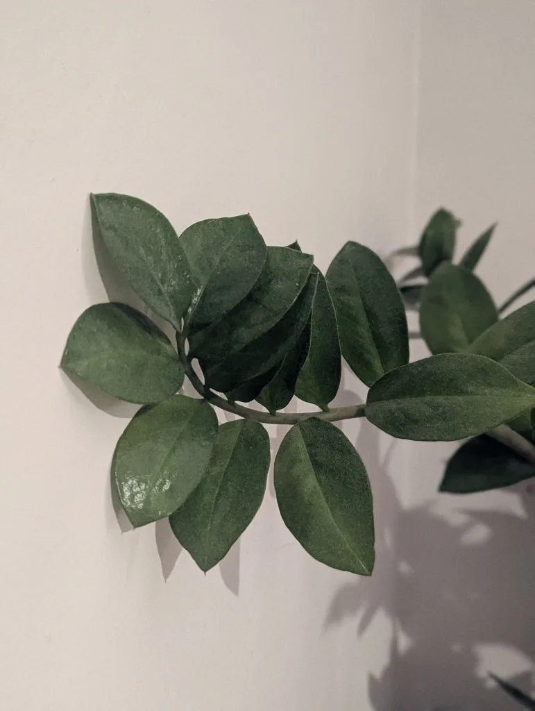 A branch of a Zamioculcas Zamiifolia plant with waxy, dark green leaves casting a soft shadow against a neutral-toned wall.