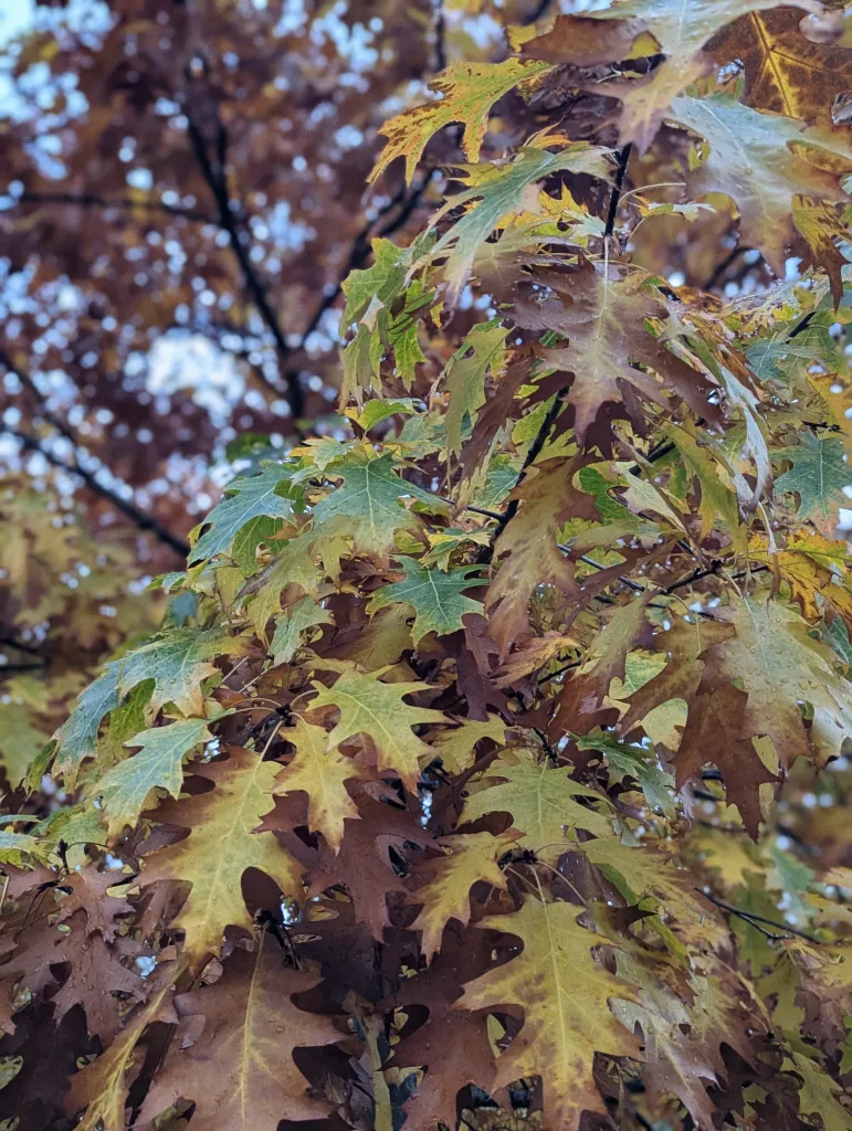 Lobed oak leaves in autumn shades of green, yellow, and brown, dotted with raindrops against a blurred background.