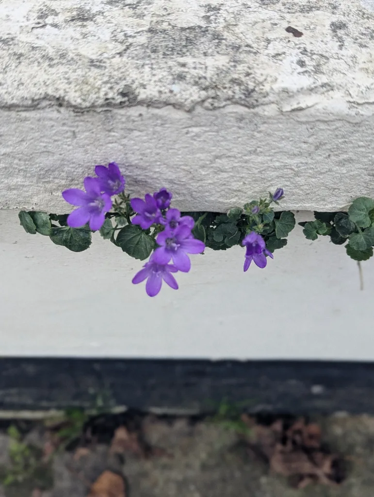 Small purple star-shaped flowers and green leaves growing out of a horizontal crack in a white textured wall.
