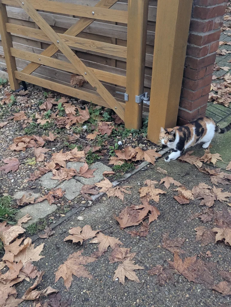 A calico cat walks across a ground covered in dry brown leaves beside a wooden timber gate and a brick pillar.