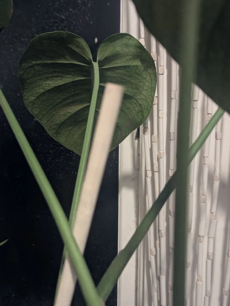 Heart-shaped green plant leaf with prominent veins framed by overlapping stems against a dark background and white beaded curtain.