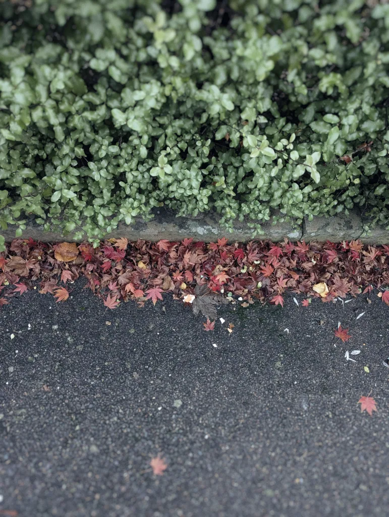 Red and brown autumn leaves gathered along a stone curb between a dense green hedge and dark grey asphalt.