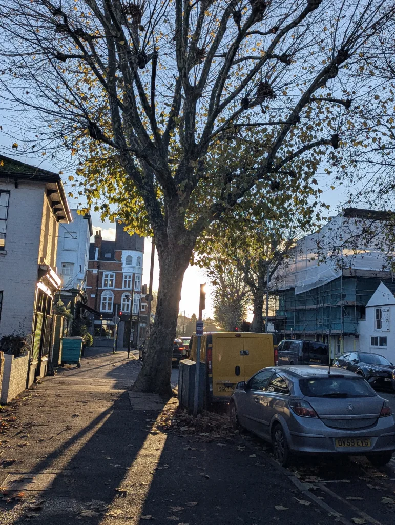 A large tree with golden leaves casts long shadows over a street at sunset, with parked cars and buildings under a bright low sun.