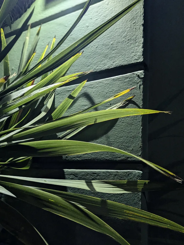 Long, spiky green leaves casting sharp shadows against a textured sage green wall under dramatic artificial lighting.