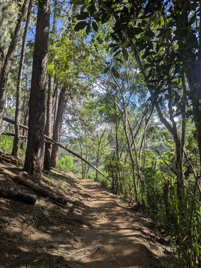 Sunlight filters through the canopy onto a narrow dirt path winding between tall pines and leafy trees in a lush forest.