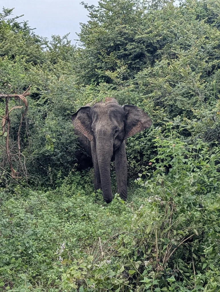 An elephant with large ears faces forward, emerging from dense green bushes and foliage.