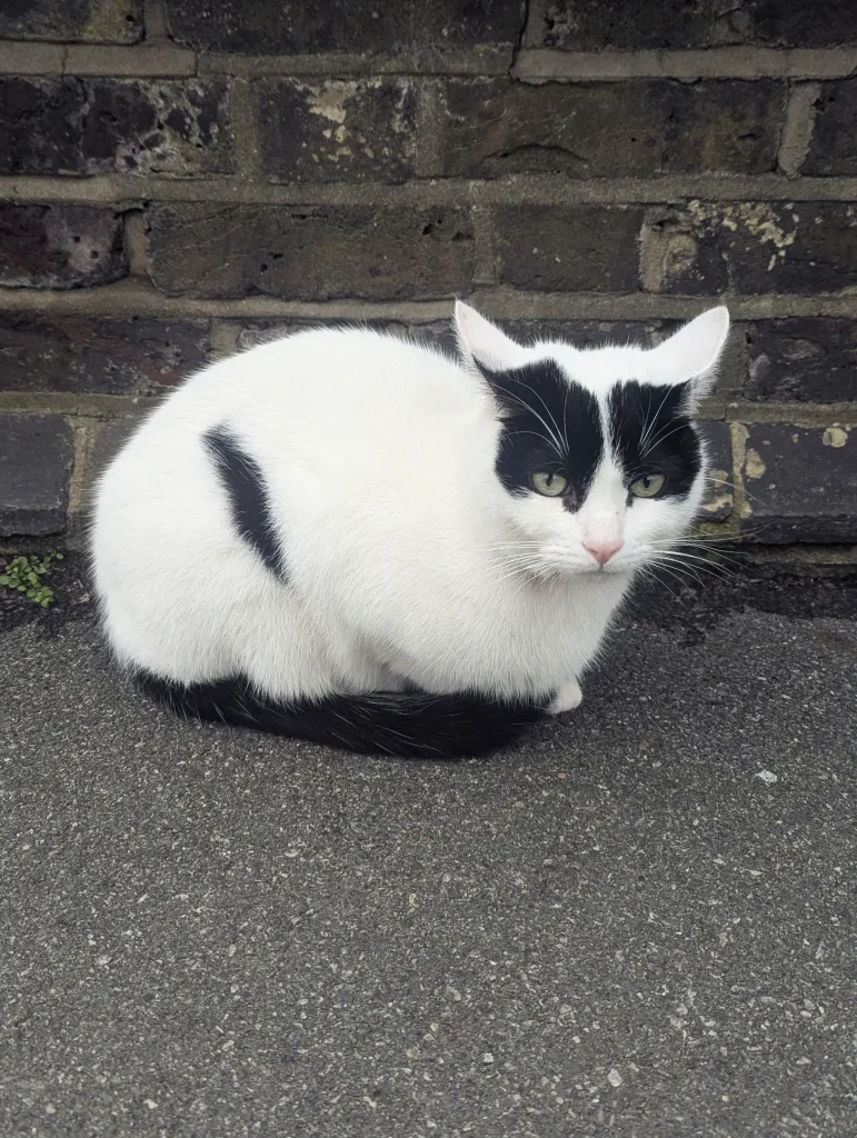A black and white cat sitting on pavement against a dark brick wall. It has black patches over its eyes and a black tail curled around its side.