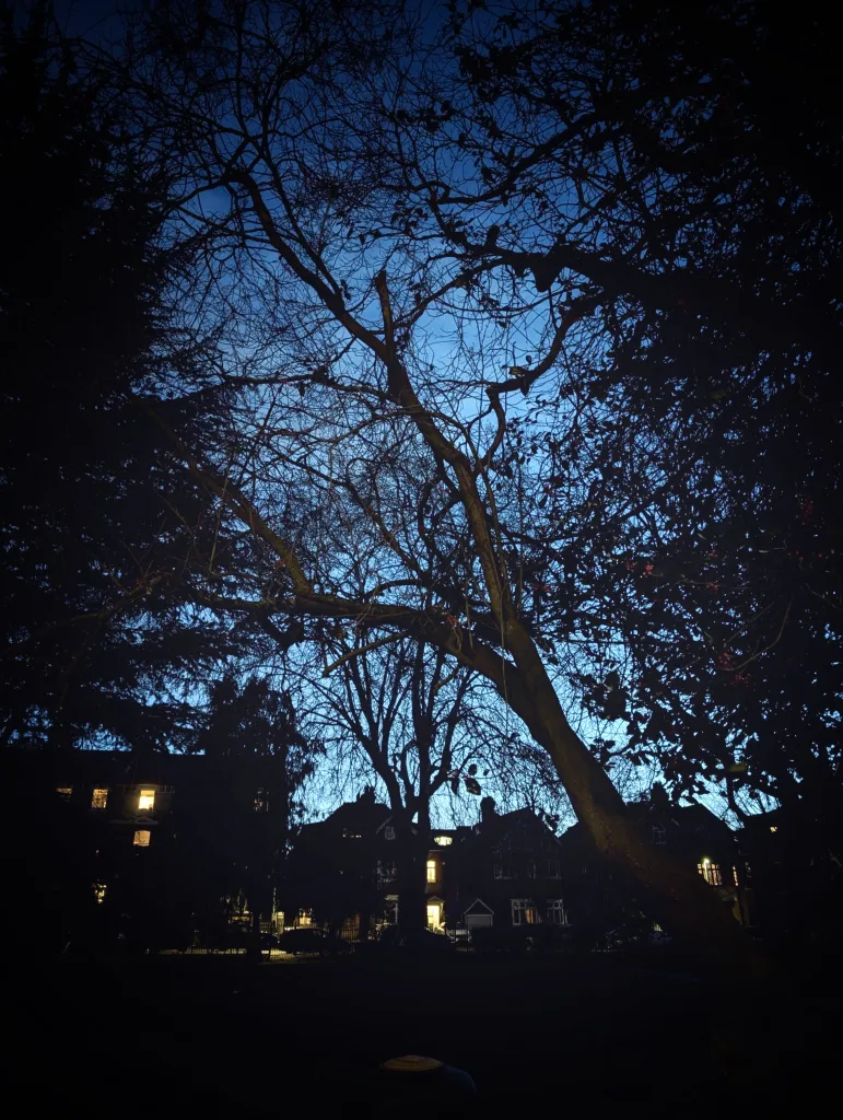 Bare tree branches silhouetted against a deep blue twilight sky above the dark shapes of houses with glowing windows.